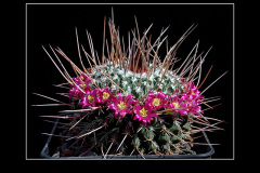 Mammillaria mystax