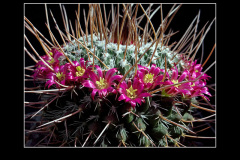 Mammillaria mystax2