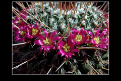 Mammillaria mystax