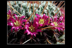 Mammillaria mystax