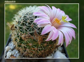 Mammillaria napina