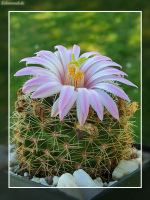 Mammillaria napina