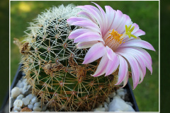 Mammillaria napina