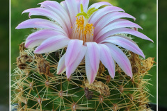 Mammillaria napina