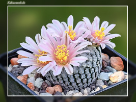Mammillaria pectinifera SB 530