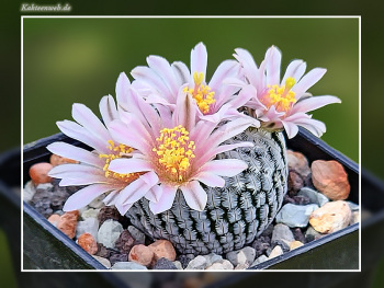Mammillaria pectinifera SB 530