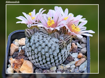 Mammillaria pectinifera SB 530