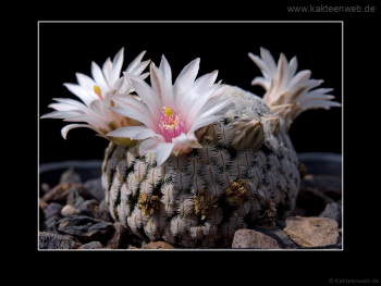 Mammillaria pectinifera
