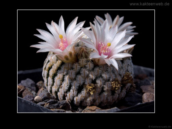 Mammillaria pectinifera