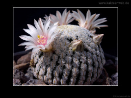 Mammillaria pectinifera