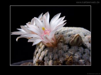 Mammillaria pectinifera