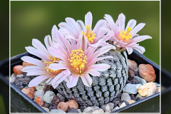 Mammillaria pectinifera SB 530