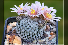 Mammillaria pectinifera SB 530