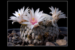 Mammillaria pectinifera