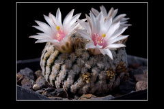 Mammillaria pectinifera