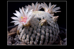 Mammillaria pectinifera
