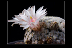 Mammillaria pectinifera