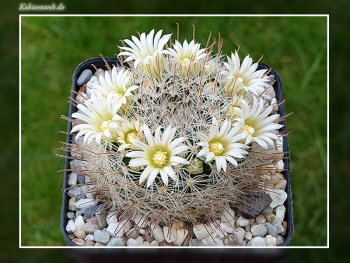 Mammillaria pennispinosa var. nazasensis SB 489