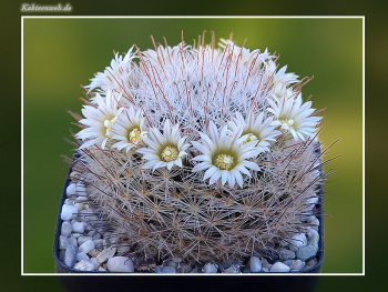 Mammillaria pennispinosa var. nazasensis SB 489