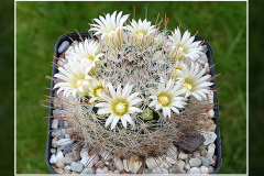 Mammillaria pennispinosa var. nazasensis SB 489