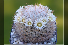 Mammillaria pennispinosa var. nazasensis SB 489