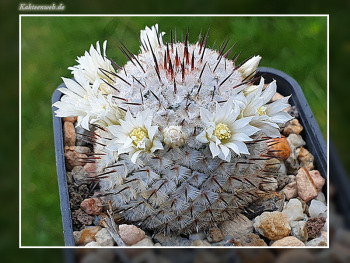 Mammillaria perezdelarosae subsp. andersoniana Mammillaria perezdelarosae subsp. andersoniana