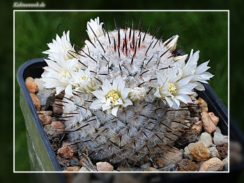 Mammillaria perezdelarosae subsp. andersoniana Mammillaria perezdelarosae subsp. andersoniana