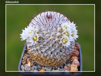 Mammillaria perezdelarosae subsp. andersoniana Mammillaria perezdelarosae subsp. andersoniana