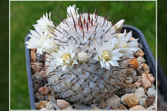 Mammillaria perezdelarosae subsp. andersoniana