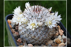 Mammillaria perezdelarosae subsp. andersoniana