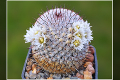 Mammillaria perezdelarosae subsp. andersoniana