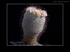 Mammillaria perezdelarosae