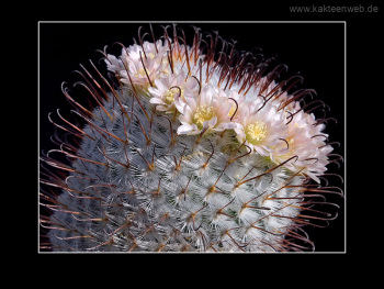 Mammillaria perezdelarosae