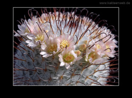 Mammillaria perezdelarosae