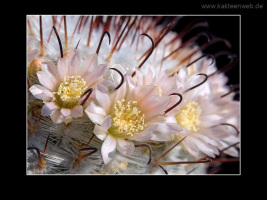 Mammillaria perezdelarosae