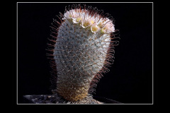 Mammillaria perezdelarosae