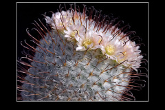 Mammillaria perezdelarosae
