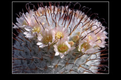 Mammillaria perezdelarosae