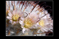 Mammillaria perezdelarosae