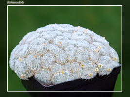 Mammillaria plumosa