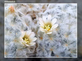 Mammillaria plumosa