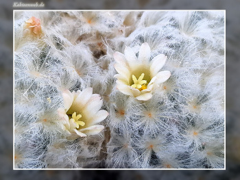 Mammillaria plumosa
