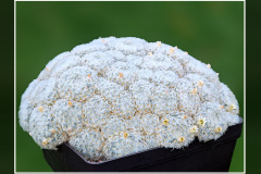 Mammillaria plumosa