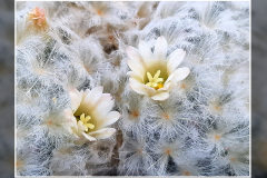 Mammillaria plumosa
