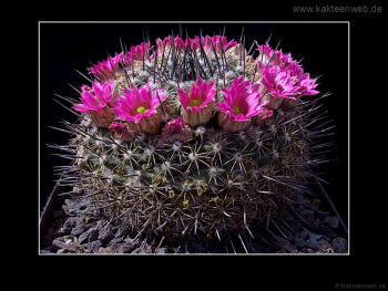 Mammillaria melanocentra Mammillaria melanocentra