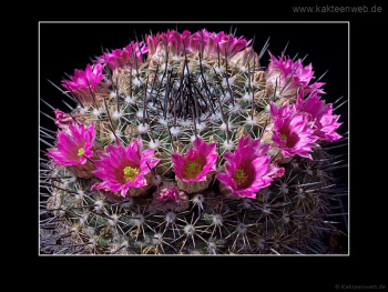 Mammillaria melanocentra Mammillaria melanocentra
