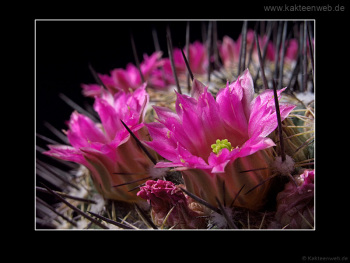 Mammillaria melanocentra Mammillaria melanocentra