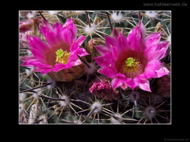 Mammillaria melanocentra