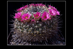 Mammillaria melanocentra