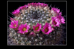 Mammillaria melanocentra